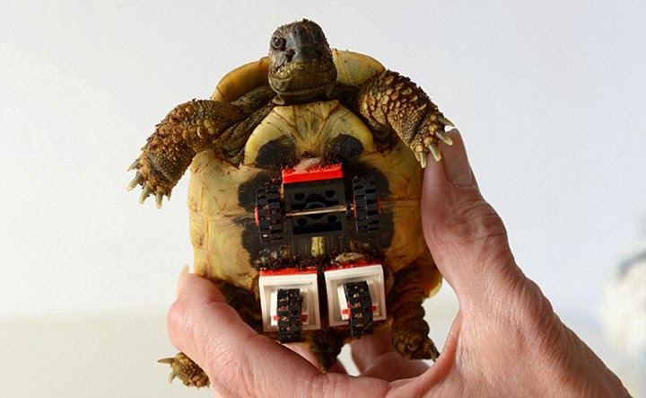 Tortoise Seen On www.coolpicturegallery.us Tortoise Seen On www.coolpicturegallery.us